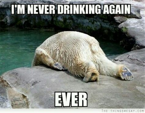 I'm never drinking again ever Hate Mondays, Zootopia, Funny Animal Pictures, Animal Photo, 귀여운 동물, Polar Bear, Animals Wild, Animal Pictures, Funny Animals