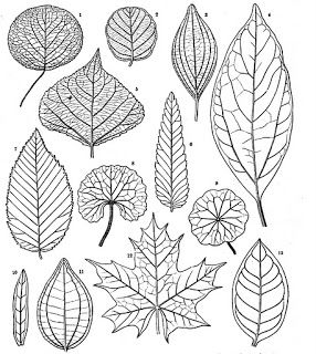 Botany Professor: January 2012 Types Of Leaves, Art Handouts, Leaf Drawing, Autumn Art, Leaf Art, Elementary Art, Art Plastique, Botanical Illustration, Art Education