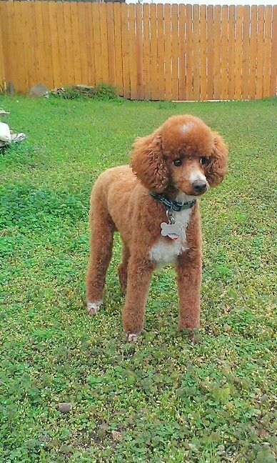 Fresh hair cut Poodle, perfect neat and adorable clip for poodles that are showing Toy Poodle Shaved, Summer Poodle Cuts, Poodle Summer Haircut, Poodle Summer Cut, Toy Poodle Haircut, Animal Grooming, Birmingham Michigan, Poodle Hair, Poodle Haircut