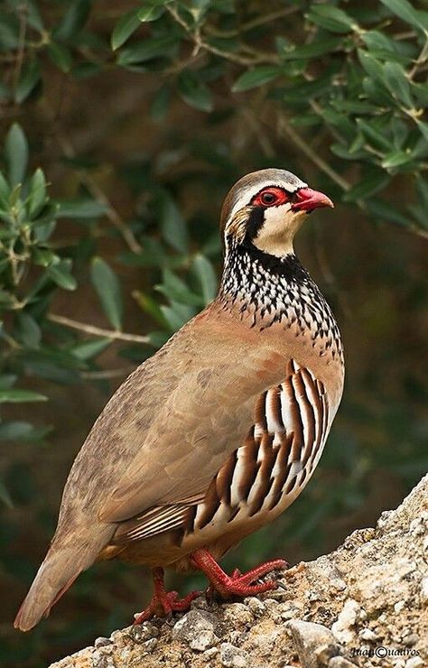 Wild Birds Photography, Dove Hunting, Game Birds, Rare Birds, Pet Rocks, Floral Poster, Partridge, Bird Drawings, Pretty Birds