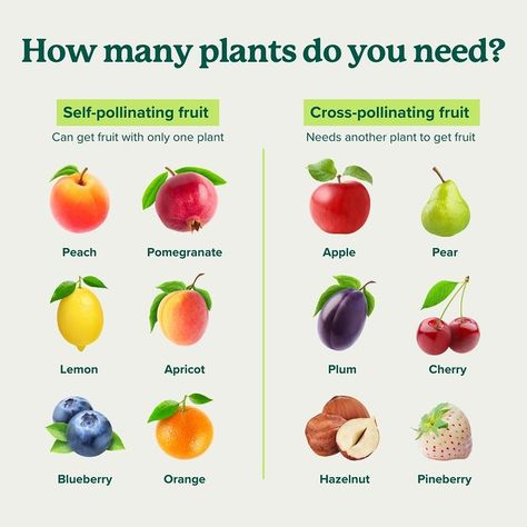 FastGrowingTrees | Some fruit trees are self-pollinating, but others require cross-pollination with another tree to produce fruit. 🌲🍎 With many fruit that a… | Instagram Self Pollinating Fruit Trees, How To Plant Fruit Trees, Fruit Tree Orchard, Fast Growing Fruit Trees, Backyard Orchard, Fruit Trees Backyard, Cross Pollination, Growing Fruit Trees, Fast Growing Trees