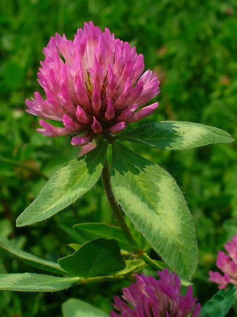 Permaculture Plants: Red Clover | Temperate Climate Permaculture Red Clover Flower, Ground Cover Seeds, Clover Plant, Magic Flower, Clover Seed, Red Clover, Clover Flower, Wild Edibles, Wild Plants