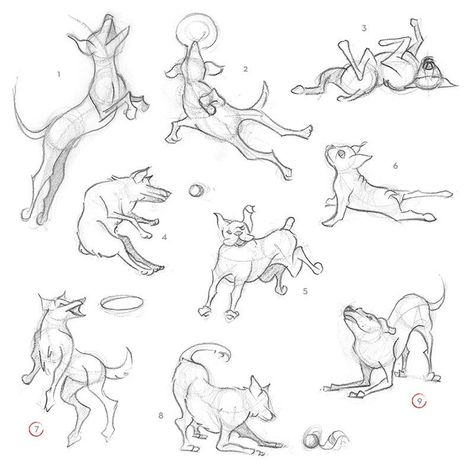 Emotional Support Dog Training, Sketch Animals, Dog Reference, Dog Paw Tattoo, Animation Template, Dog Anatomy, Dog Animation, Paw Tattoo, Emotional Support Dog