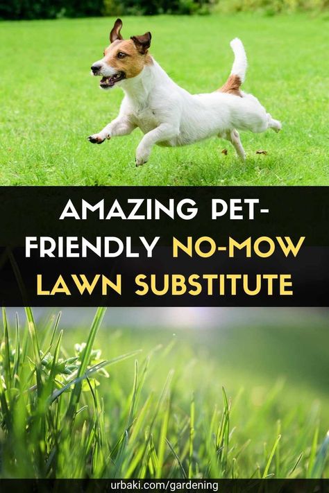 Drought Tolerant Grasses California, Grass That Doesnt Need Mowing, Drought Tolerant Grass Alternative, Pet Friendly Yard Ideas Backyards, Pet Friendly Landscape Ideas, Drought Tolerant Lawn Alternative, Star Carpet Lawn, Pet Friendly Lawn Alternatives, Best Lawn For Dogs