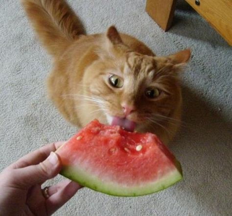 Cats vs watermelon. ...  The Strange And Secret Battle Between Cats And Watermelon - click for more pics Foods Bad For Dogs, National Watermelon Day, Watermelon Day, Eating Watermelon, Cat Eating, Funny Animal Photos, Great Cat, Cat Facts, Ginger Cats