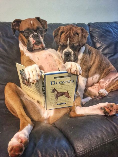 Boxer intelligence lol Dogs Reading, Funny Boxer, Cute Boxers, Boxer Love, Boxer Puppies, 웃긴 사진, Two Dogs, Memes Humor, Blue Heeler