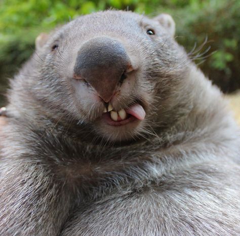 Silly Wombat Wombat Tattoo, Wombat Pictures, Wombat Drawing, Nature Wallpapers Aesthetic, Wombat Stew, Aesthetic Wildlife, Cute Wombat, Educational Facts, Australian Mammals