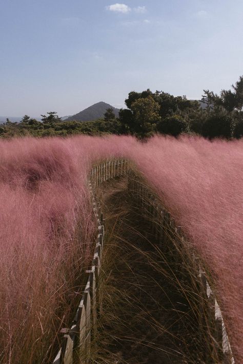 20 Beautiful Places to See Pink Muhly in Korea, With a Map Beautiful Place In Korea, Aesthetic Places Korea, Korea Beautiful Places, Korea Moodboard, Places In Korea, Korean Nature, South Korea Nature, Pink Places, Korea Nature