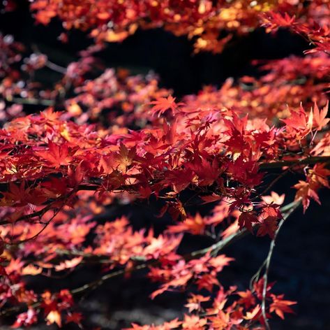 Maple Trees, Red Maple, Maple Tree, Maple Leaves, If Only, New South Wales, Maple Leaf, Red Peppercorn, Trees