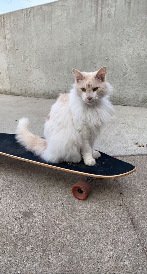 Cat Skateboarding Tattoo, Cat On Skateboard Drawing, Cat On Skateboard, Cat And Guitar Aesthetic, Cats Skateboarding, Cat Skateboard, Punk Cats, Cat Diseases, Classic Skateboard