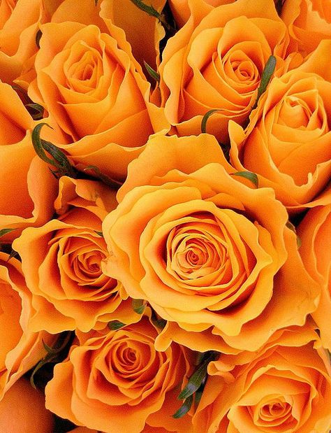 Wallpaper Backgrounds Aesthetic, Agent Orange, Fleur Orange, Favourite Flowers, Mother Love, Backgrounds Aesthetic, Orange Tones, Belle Rose, Orange Aesthetic