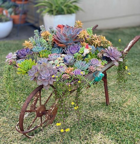 Wheelbarrow Planter Ideas, Wheelbarrow Garden, Succulent Garden Design, Succulent Garden Diy, Recycled Garden, Rock Garden Landscaping, Succulent Gardening, Garden Containers, Garden Yard Ideas