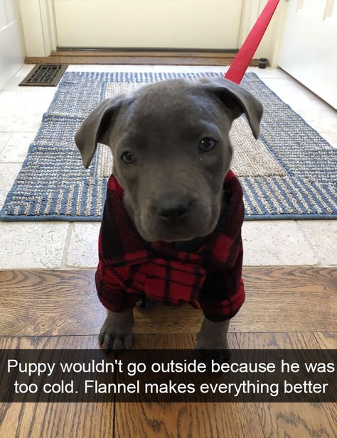 Pit Puppies, Funniest Snapchats, Dog Snapchats, Dogs Funny, Adorable Dogs, Dog Photo, Funny Dog Videos, Animal Jokes, To Laugh