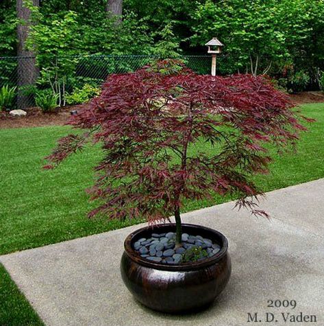 Maple Tree Landscape, Japanese Maple Garden, Japanese Garden Decor, Small Japanese Garden, Japanese Garden Landscape, Zen Garden Design, Plantas Bonsai, Japanese Maples, Asian Garden