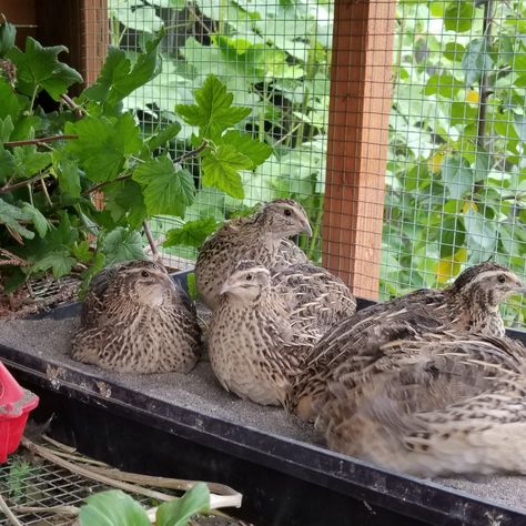 Our little flock of adorable quail from a few years ago. #throwbackthrusday #backyardgardening #quaileggs #garden #growyourown #quail Quail Tractor Diy, Outdoor Quail Coop, Quail Watering System, Natural Quail Habitat, Jumbo Quail, Types Of Quail, Pet Quail, Quail Coop Ideas Diy, Quail Enclosure