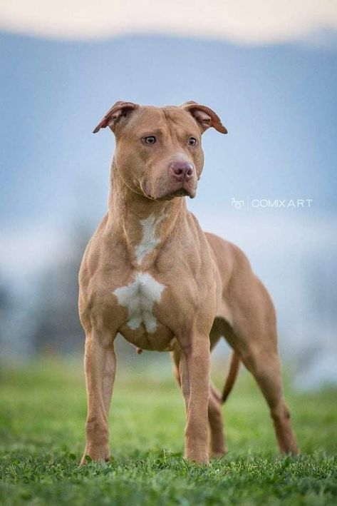 Pitbull Wallpaper, Red Nose Pitbull, Buster Brown, American Pitbull, Cora Reilly, American Pit Bull Terrier, Casa Container, Amazing Dogs, Water Dog