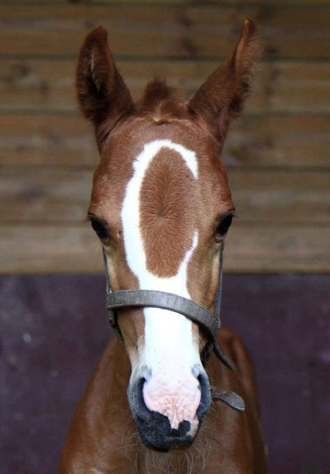 Horse Markings, Horse Face, Baby Horses, All The Pretty Horses, Horse Crazy, Clydesdale, Cute Horses, Horse Life, Horse Coloring