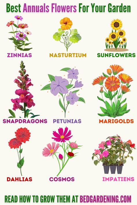 Grow These Sun-loving Annual Flowers In Your Garden. Best Annuals Flowers In Your Garden All Season Flowers Plants, Flowers That Grow On Trees, Easy Annual Flowers, Hardy Annual Flowers, Annual Garden Ideas, Flower Bed Designs Full Sun, Annual Flowers In Containers, Preannual Flowers, Annual Flowers For Full Sun