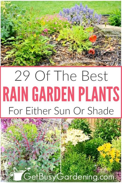 Selecting rain garden plants is a bit more difficult than for traditional flower beds. Since there are three distinct planting areas: the basin (where water pools), the inside slope (wet to dry), and the top of the berm (dry), it’s important to choose the right plants to use in a rain garden. In this article, you’ll get tons of tips, and learn exactly how to choose the best rain garden plants. Plus, find a list of 29 perennials for sun or shade, and ideas perfect for the backyard or front yard. Rain Garden Landscape, Rain Garden Plants, Rain Garden Design, Full Sun Flowers, Taman Air, Best Plants, Sun Plants, Rain Garden, Flower Spike