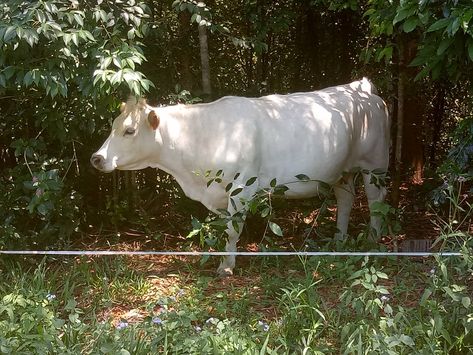 The Synergy Between Holistically Managed Grazing and Syntropic Agriculture — Syntropia Syntropic Farming Syntropic Agriculture, Syntropic Farming, Electric Fence, Food Forest, Human Interaction, Time And Space, Ecology, Savannah, Agriculture