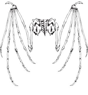 Bat Wing Skeleton, Bone Wings Drawing, Skeleton Wings Back Tattoo, Tattoo Bat Wings, Bat Wings Back Tattoo, Bat Wing Tattoo Back, Bat Wing Back Tattoo, Bone Wings Tattoo, Bat Wings Tattoo On Back