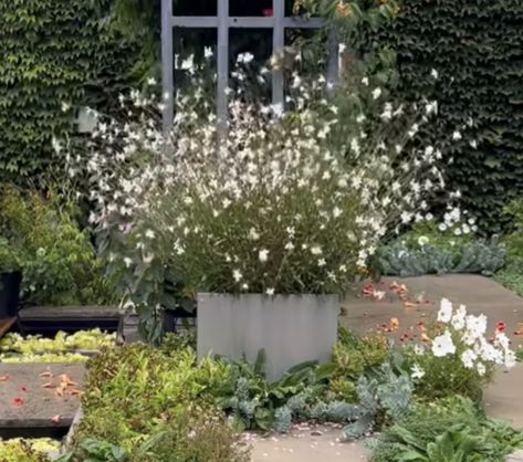 oenothera lindheimeri — wandflower, bee blossom, guara, whirling butterflies Guara Plant, Oenothera Lindheimeri, Bee Blossom, Whirling Butterflies, Farm Garden, Farm Gardens, Butterflies, Blossom, Bee