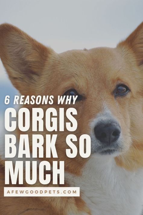 Corgis Funny, Funny Corgi Pictures, Corgi Quotes, Cowboy Corgi, Corgi Stuff, Corgi Facts, People Thinking, Puppy Funny, Pembroke Welsh Corgi Puppies