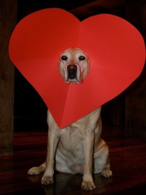 I love you this much. | Community Post: 60 Times Golden Retrievers Were So Adorable You Wanted To Cry Yellow Labs, Valentines Day Dog, Dog Valentines, Happy Valentine's Day, Happy Valentine's, Cocker Spaniel, Mans Best Friend, I Love Dogs, Spaniel