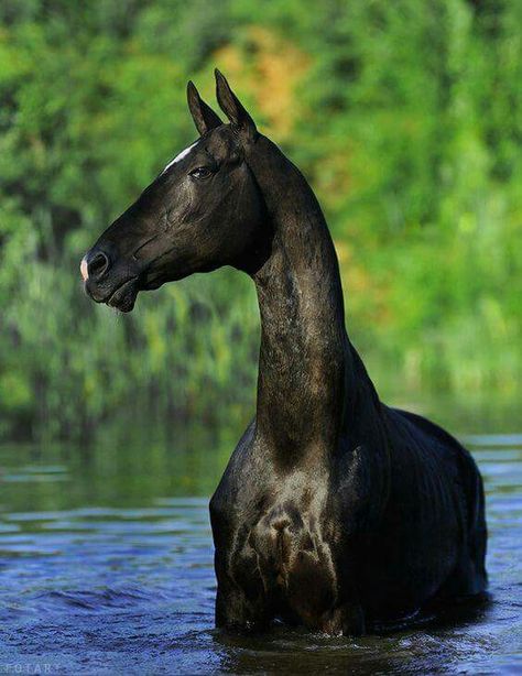 Note the hooded eyes Ahal Teke, حصان عربي, Akhal Teke Horses, Rasy Koni, Golden Horse, Cornish Rex, Horse Boarding, Akhal Teke, Black Horses