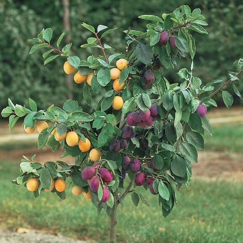 Enjoy two perfect plums from one tree! Take pleasure in the striking visual contrast. This unique tree produces yellow Shiro plums (clingstone) in... Grafting Fruit Trees, Fruit Trees In Containers, Fruit Growing, Grafting Plants, Growing Fruit Trees, Plum Tree, Flower Gardens, Unique Trees, Growing Fruit