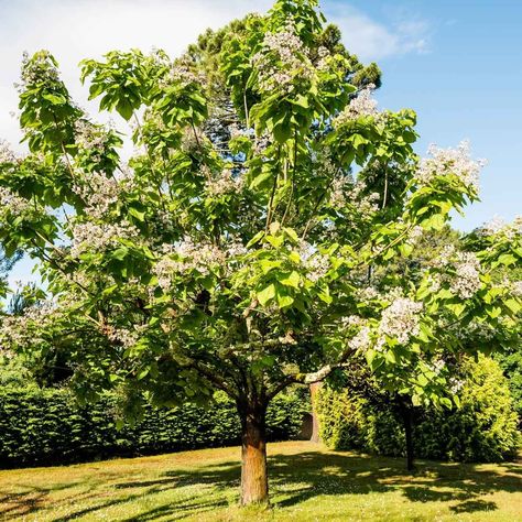 11 Fast-Growing Shade Trees Best Shade Trees, Fast Growing Shade Trees, London Plane Tree, Growing Trees, Urban Backyard, Japanese Pagoda, Japanese Tree, Rowan Tree, Patio Shade