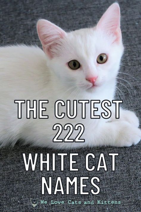 Check out these 222 cutest names for white kitties! Female Cat Names Unique, Kitten Names Boy, Kitten Names Unique, Cat Names Female, Ginger Cat Names, Kitten Names Girl, Grey Cat Names, Calico Cat Names, Boy Cat Names