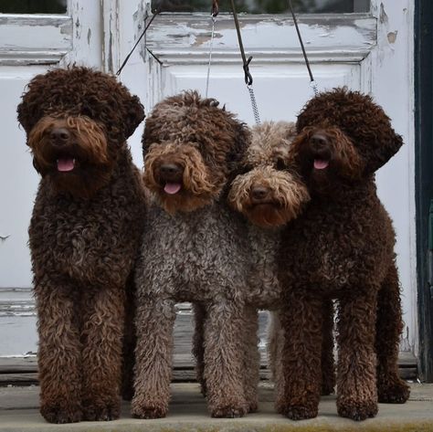 Lagotto Romagnolo Puppy, Spanish Water Dog, Lagotto Romagnolo, Psy I Szczenięta, Australian Labradoodle, Hypoallergenic Dogs, Doodle Dog, Water Dog, Sweet Dogs