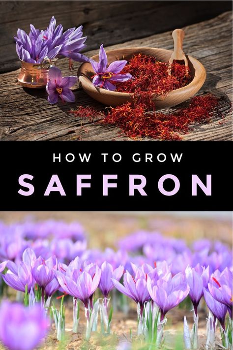 The delicate saffron stigma is a beautiful spice and can be grown easily. It's not difficult to grow this exotic herb in your home garden. Follow these steps for success! Grow Saffron At Home, How To Grow Saffron At Home, Saffron Garden, Spices To Grow, Grow Saffron, Growing Saffron, Spice Garden, Backyard Gardening, Garden Help