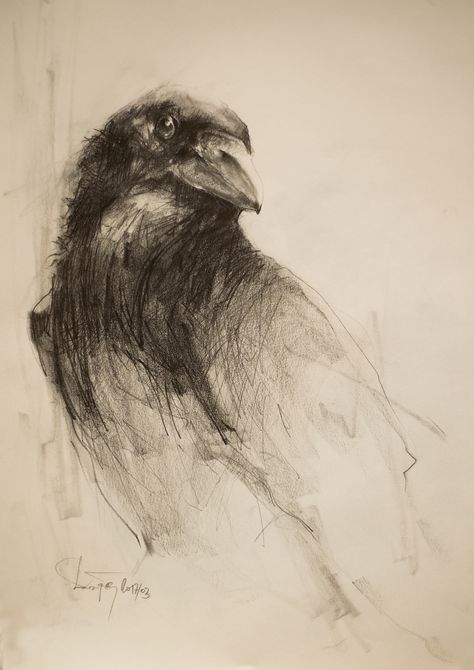 Raven Raven Charcoal Drawing, Raven Fantasy Art, Raven Drawings, Crows Drawing, Crow Painting, Crow Art, Raven Art, Charcoal Drawings, Charcoal Art