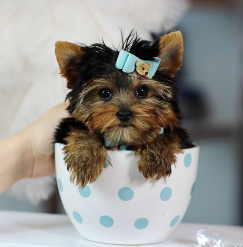 ♥♥♥ Teacup Yorkies! ♥♥♥ Bring This Perfect Baby Home Today! Call 954-353-7864 www.TeacupPuppiesStore.com <3 <3 <3 TeacupPuppiesStore - Teacup Puppies Store Tea Cup Puppies Store - TeacupPuppiesStore.com Yea Cup Yorkie, Yea Cup Puppies, Yea Cup, Teacup Yorkies, Puppy Store, Baby Tea, Pretty Dog, Very Small Dogs, Cutest Pets