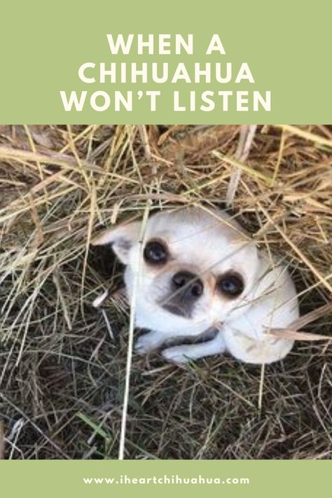 Chihuahua Clothes Diy, Chihuahua Puppy Training, Chiwawa Chihuahuas, Funny Chihuahua Pictures, Chiwawa Puppies, Deer Chihuahua, Chiweenie Puppies, Chihuahua Quotes, Pictures Of Chihuahuas