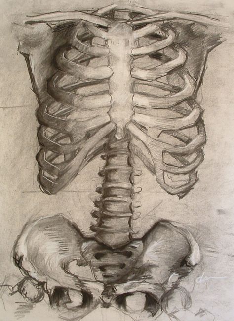 ribcage sketches Rib Cage Drawing, Human Rib Cage, Bone Drawing, Yuumei Art, Art Unit, Drawing Anatomy, Skeleton Anatomy, Skeleton Drawings, Gcse Art Sketchbook