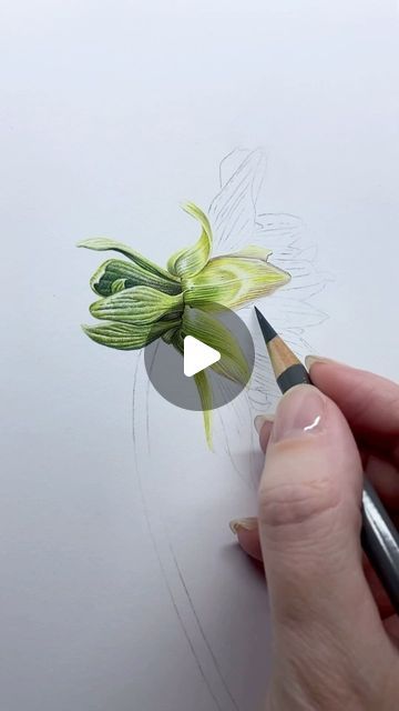 Color Crayon Art, How To Draw With Watercolor Pencils, Flower Art Drawing Pencil, Coloured Pencils Art, Beautiful Flower Drawings Colour, Colored Pencil Drawings Of Flowers, Pencil Colour Art Drawings, Watercoloring Flowers, Draw Color Pencil