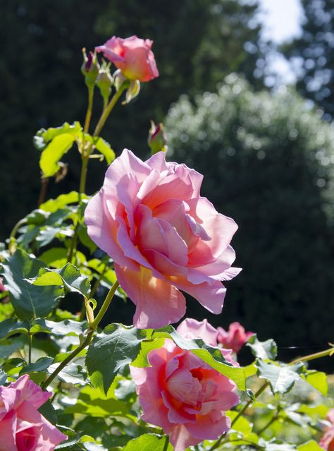 Flowers Photography Beautiful, Hybrid Tea Rose, Tiffany Rose, Roses Peonies, Stanley Park, Types Of Roses, Fruit Photography, First Prize, Pink Tea