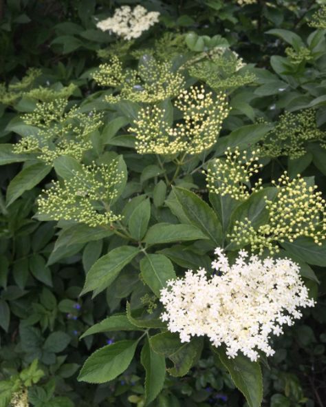 Elderflower Tree, Scottish Plants, Elder Plant, Illustrated Typography, Elder Tree, Elder Flower, Plant Shopping, Forest Plants, Celtic Tree