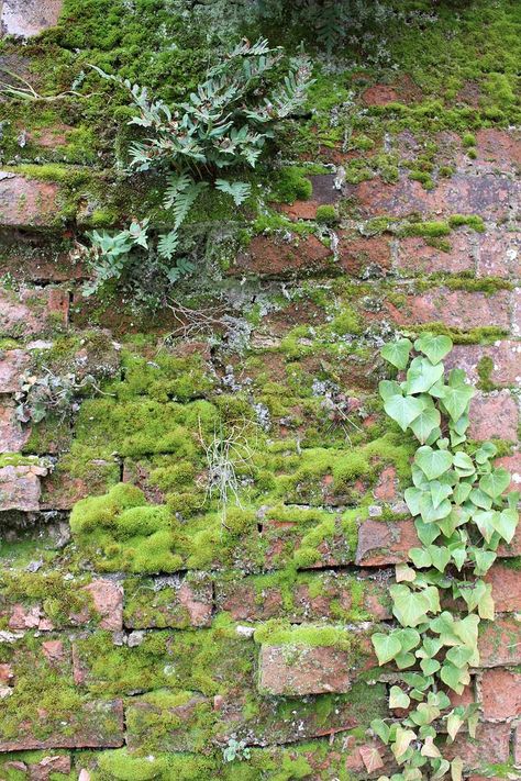 Plants Growing On Wall, Nature Growing On Buildings, Moss On Buildings, Moss Growing On Wall, Moss On Brick Wall, Plants Growing On Buildings, Moss Astetic, Vines Growing On Wall, Plants On Brick Wall