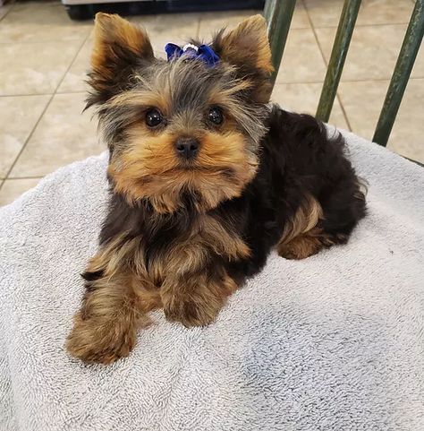 Teacup Yorkie Puppies for sale, Tennessee, Heartland Ranch Kennels Baby Exotic Animals, Yorkie Puppy Cut, Yorkie Poo Puppies, Yorkie Puppies For Adoption, Wilson Nc, Shorkie Puppies, Toy Yorkie, Dog Yorkie, Teacup Yorkies