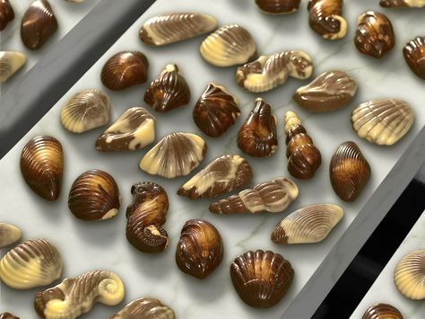 Seashells shaped chocolates, the first in the world and now one of the most popular shapes for Belgian chocolate. Guylian Chocolate, Seashell Chocolates, Choco Biscuit, European Chocolate, Queen Mom, Chocolate Boxes, Chocolate Company, Junk Food Snacks, Dog Bakery