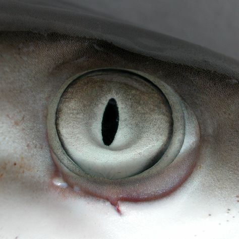 Shark Eyes Drawing, Fishman Oc, Shark Eyes, Megamouth Shark, Dangerous Fish, Thresher Shark, Eye Colours, Shark Tail, Basking Shark