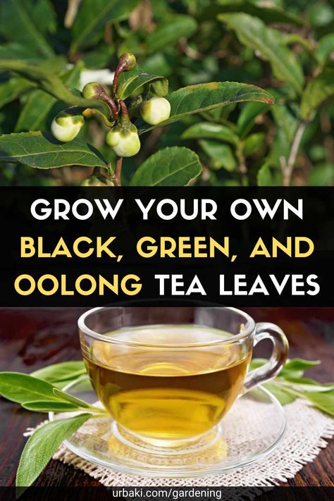 You don't need a big garden to grow your own tea; a window box on a porch would work well. Understanding the tea plant, its growth requirements, and how to harvest the leaves will allow you to enjoy homemade tea. The same plant can be used to make green, oolong, or black tea. The tea bush is hardy to Zone 8. The United States is divided into hardiness zones with similar temperatures and weather patterns. Zone 8 includes the Midwestern and Southern states of the US. If you don't live in these... Black Tea Garden, Planting Tea Garden, Tea Plants Gardening, Growing Green Tea Plants, How To Grow Tea Leaves, Tea Bush Plant, Growing Black Tea Plants, Green Tea Plant How To Grow, Diy Tea Garden