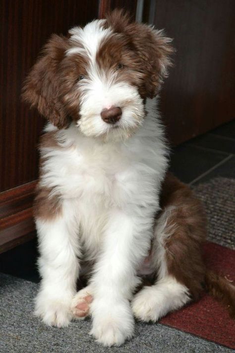 30+ Best Bearded Collie Dog Names - The Paws Bearded Collie Puppies, Every Dog Breed, Pet Ducks, Collie Puppies, Huge Dogs, Bearded Collie, Australian Shepherd Dogs, Dog Lady, Cute Dog Pictures