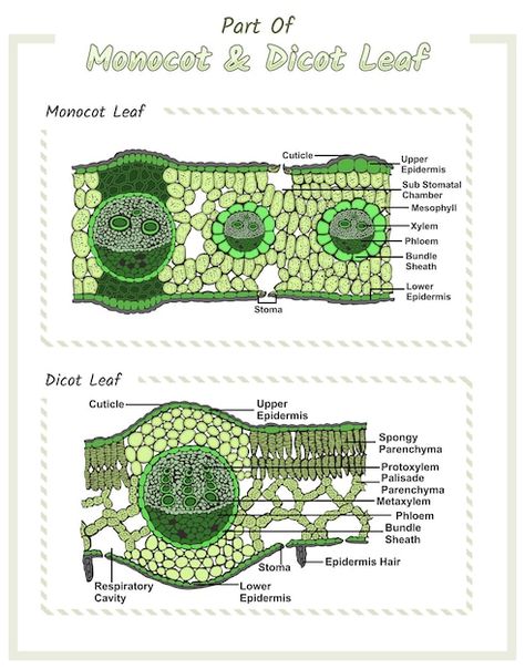 Anatomy Biology, Leaf Structure, Biology Science, Science Stickers, Study Flashcards, Biology Lessons, Nature Study, Science Education, Vector Photo