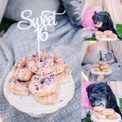 Outdoor Dog Birthday Photoshoot, Dog Sweet 16 Party, Dog Birthday Party Photo Shoot, Dog Bday Photoshoot, Diy Dog Birthday Photoshoot Ideas, Sweet 16 Dog Birthday, Bday Cake Pics, Dog Bday Cake, Doggy Birthday