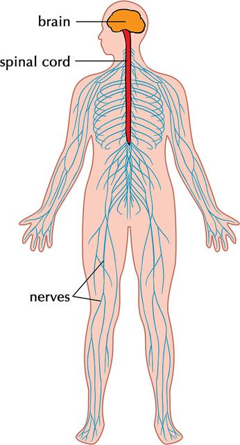 Difference Between Central and Peripheral Nervous System 1 Central And Peripheral Nervous System, Nervous System Parts, Nervous System Diagram, Nervous System Activities, Human Nervous System, Human Body Organs, Human Body Facts, Peripheral Nervous System, Skin Facts